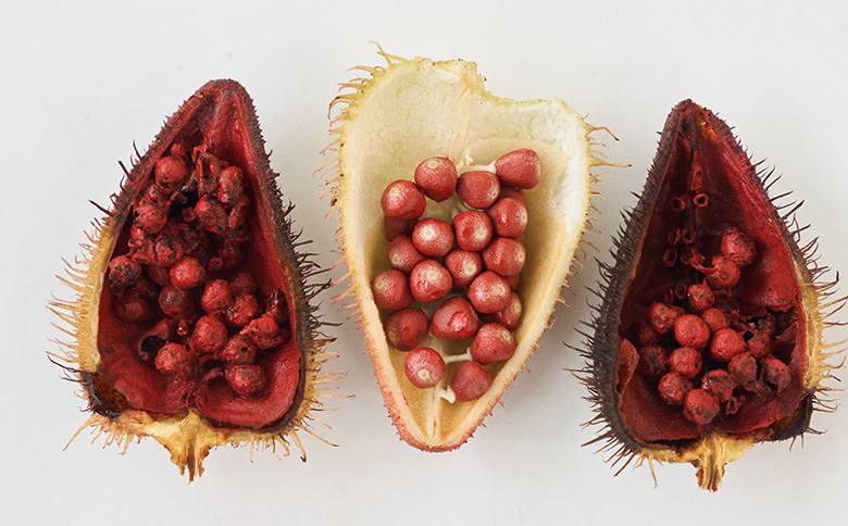 Semilla de Achiote de Representaciones Seisa SAS del Chocó, Colombia