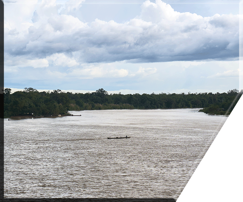 Representaciones Seisa SAS del Chocó | Palos de escoba, semilla de achiote y pulpa de borojó en Colombia